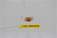 藏品(衛氏毛帶蟹)的圖片